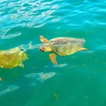 Polytropon * Kastron (Kefalonia)