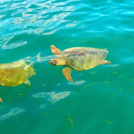 Polytropon * Κάστρο