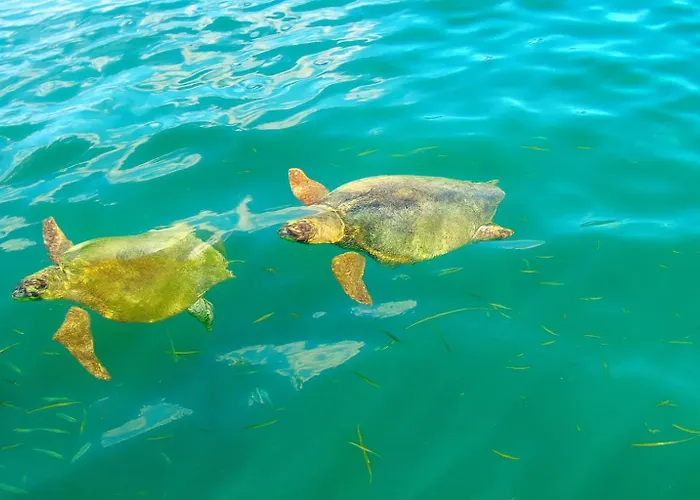 Polytropon * Κάστρο